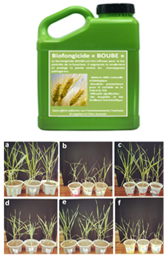 Biofongicide « BOUBE »