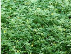 Medicago truncatula Gaertn. (Légumineuse)Genotype True 131 DZA